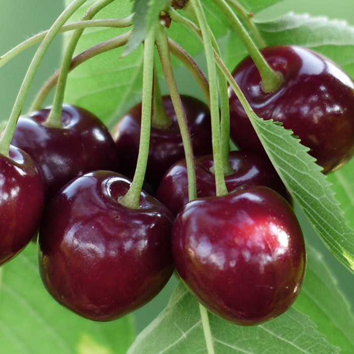 Вишня Булатниковская 3-х летка 