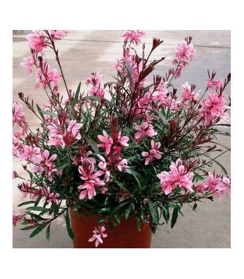 Гаура Гамбит Компакт Пинк v2 Lav 