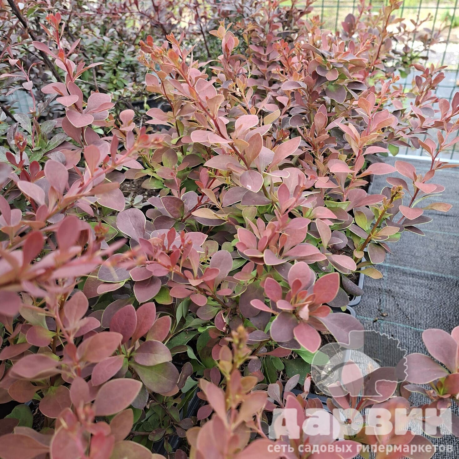 Барбарис тунберга Голден Ринг v2 Lav 