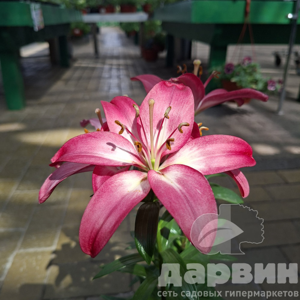 Лилия азиатская горшечная Розалин d15 Tim 