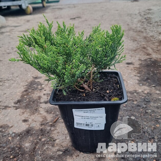 Можжевельник казацкий Там но Блайт v2 Lav 