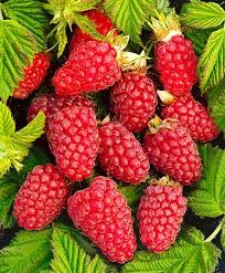 Малина Рубиновое ожерелье v1 Tim 