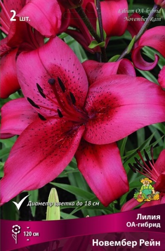 Луковица Лилия ОА-гибрид Новембер Рейн 1шт Поиск 