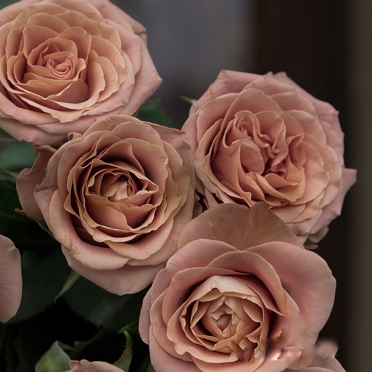 Роза чайно-гибридная Капучино v5 Lav 