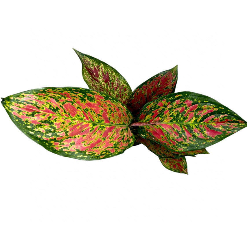 ОсновноеИзображение