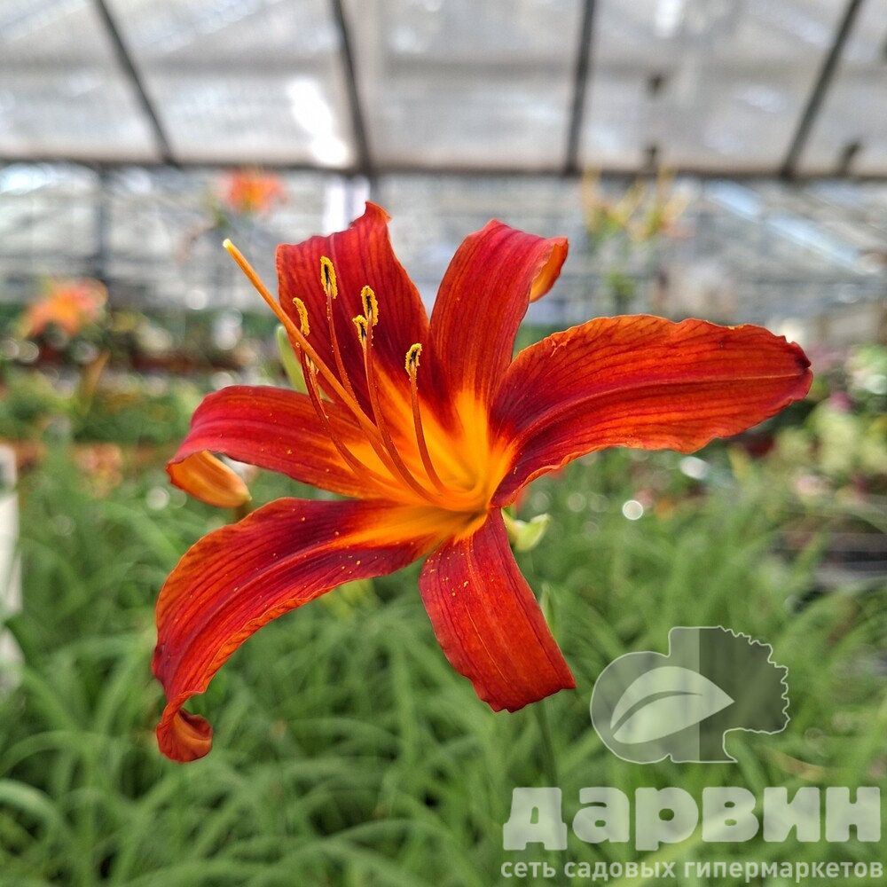 Лилейник Семми Рассел v2 Tim 