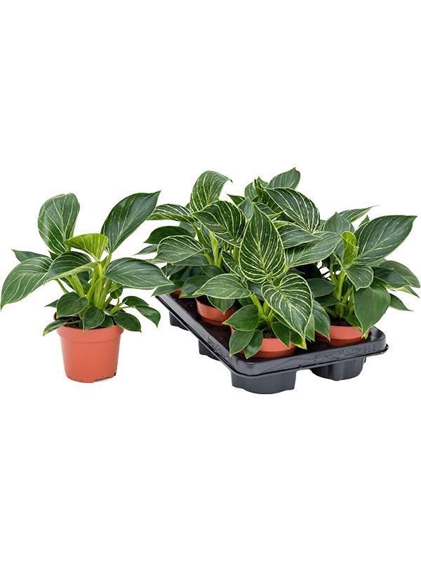 Филодендрон Вайт Вейв d12 h25 