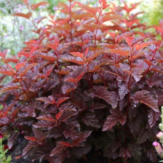 Пузыреплодник калинолистный Литл Энджел v2 Lav 