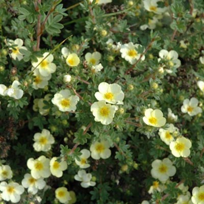 Лапчатка микс P15 15-20 CM Tw 