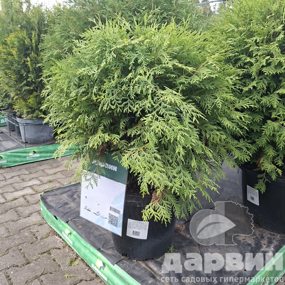 Туя западная Вудварди  40-60 Nik 