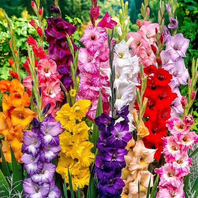 Луковица Гладиолус Микс 12/14 7шт. 