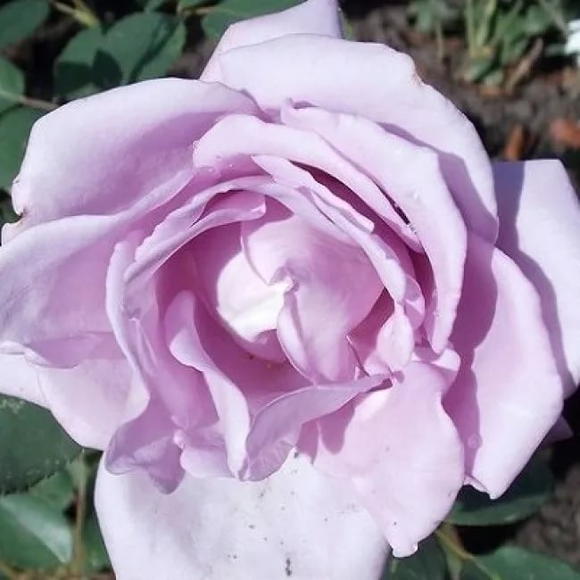 Роза плетистая Клайминг Си-си в коробке ЦО 