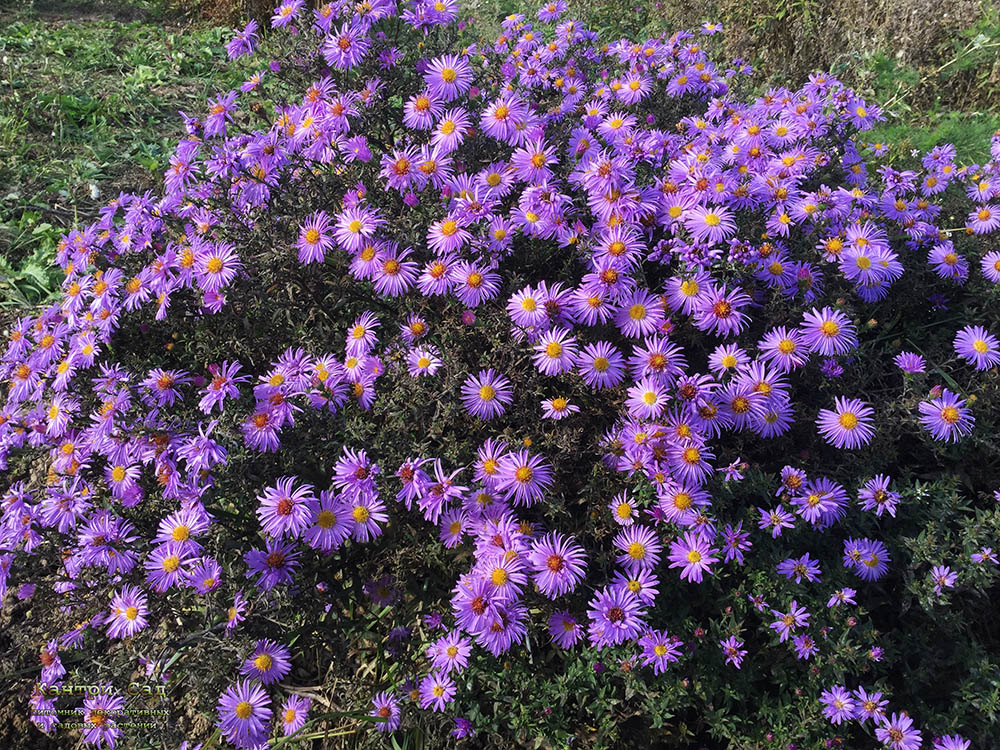 Астра кустовая (кустарниковая) осенняя d9-10 ХР 