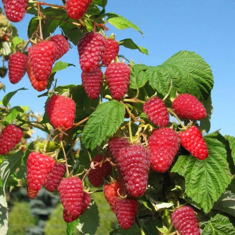 Малина ремонтантная Поемат v2 Tim 