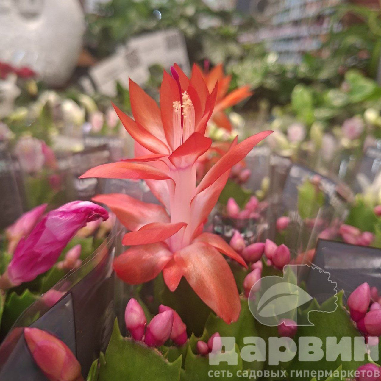 Шлюмбергера d15 Tim 