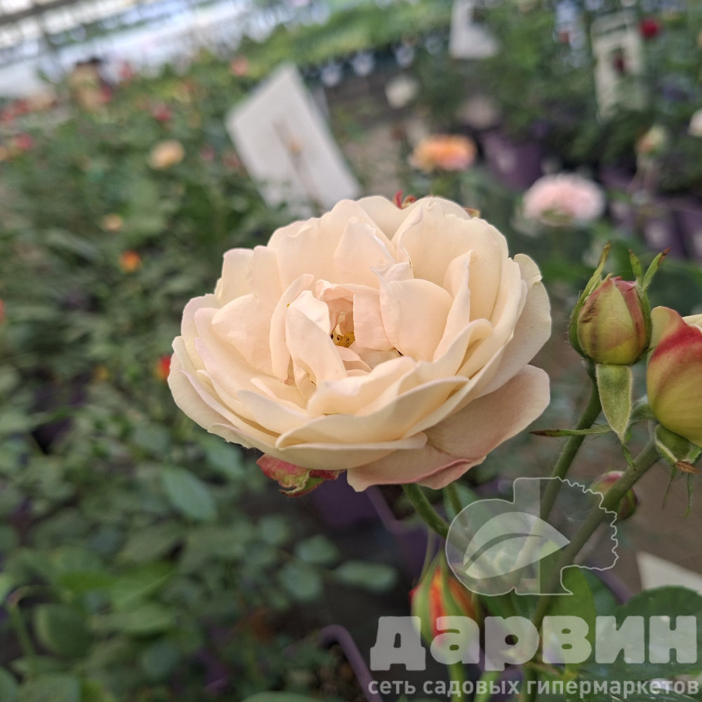 Роза флорибунда Марк Шагал v5 Lav 