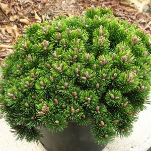 Сосна горная "Шервуд Компакт" v5 25-30 