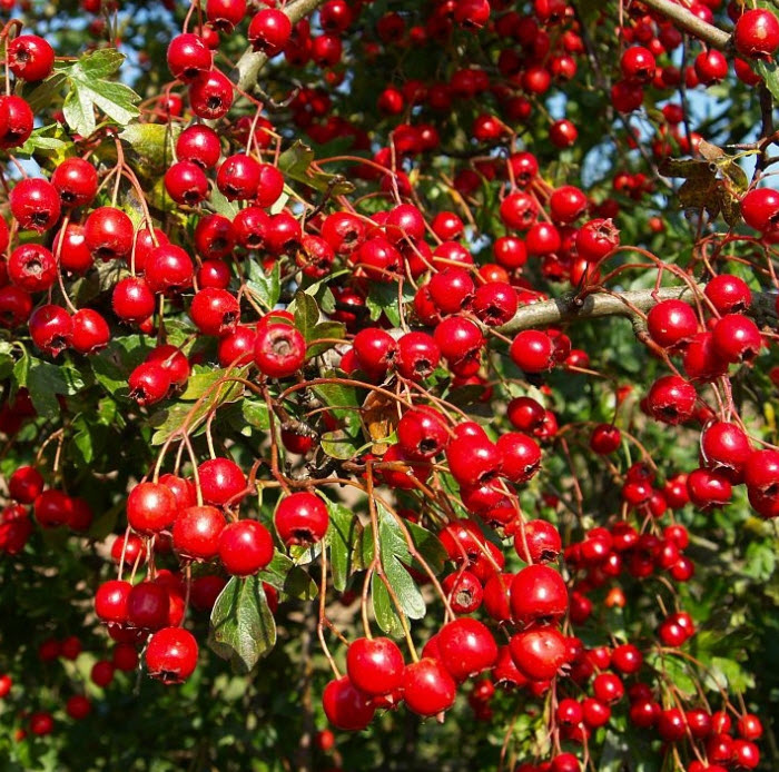 Боярышник кроваво-красный сибирский С2 ЦО 