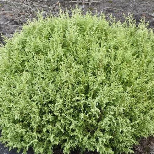 Кипарисовик горохоплодный Вайт Бьюти v2 Lav 