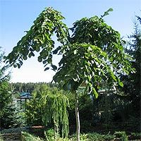 Вяз Кампердовнии с20 h200-220 