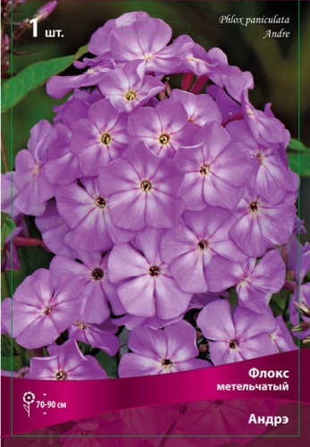 Кореневище Флокс метельчатый Вайт Спарр 1шт Поиск 