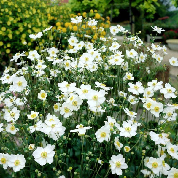 Анемона гибридная Андреа Аткинсон, С2 ЦО 