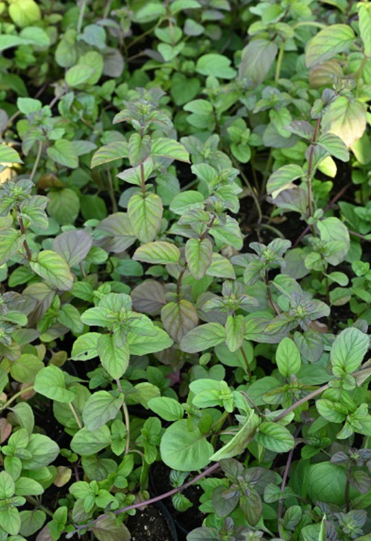 Корневище Мята перечная Апельсин 1шт. Поиск 