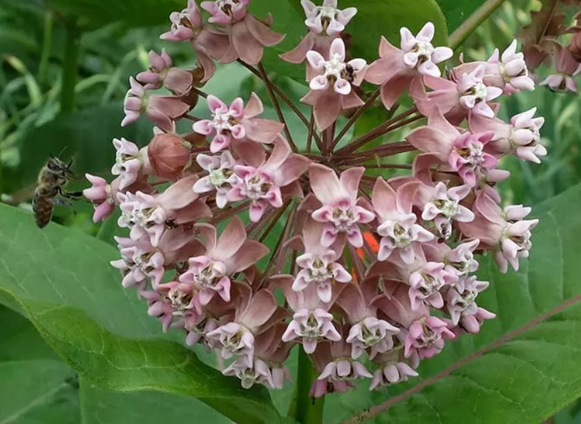 Ваточник v1,5 Push 