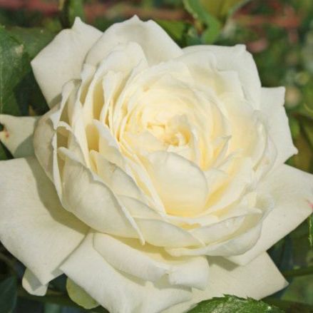 Роза плетистая Аляска с5, Tim 