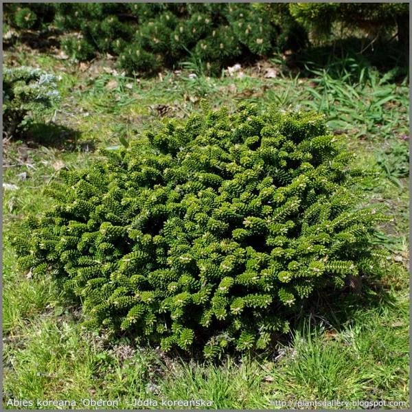 Пихта корейская Оберон 25-30 