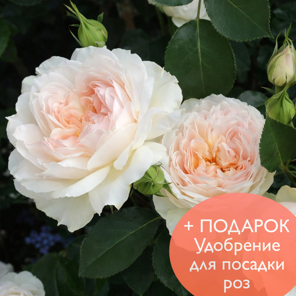 Роза Флорибунда Стефани Баронин цу Гуттенберг в коробке Биосфера 