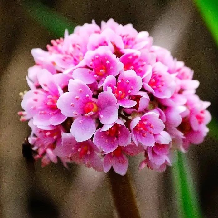 Пельтифиллум v3 Push 