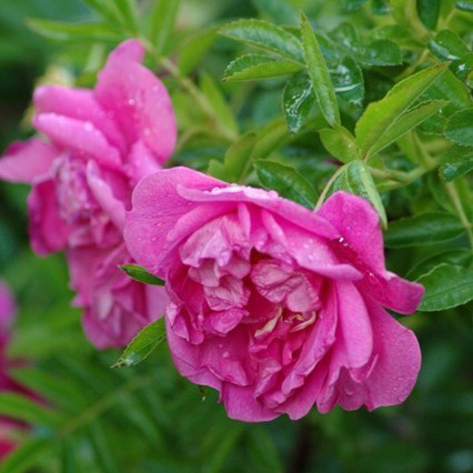 Роза руготида Дарт'с Дефендер v5 Sav 