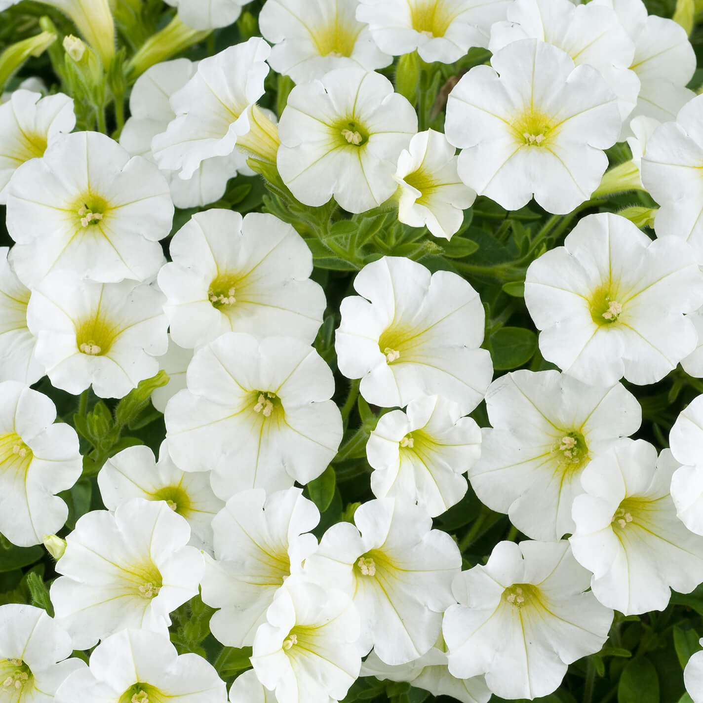 Петуния Шар Потуния Плюс White белая D23 ПВ 