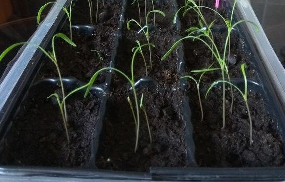 Рассада укроп кассета 6шт Цм 