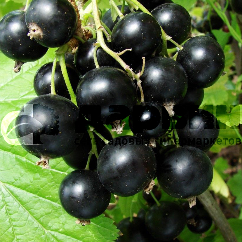 Смородина черная Василина v3-5 Tim по цене  Смородина черная Василина v3-5 Tim