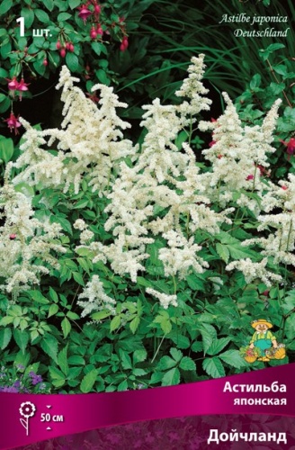 Корневище Астильба японская Дойчланд I 1шт Поиск 