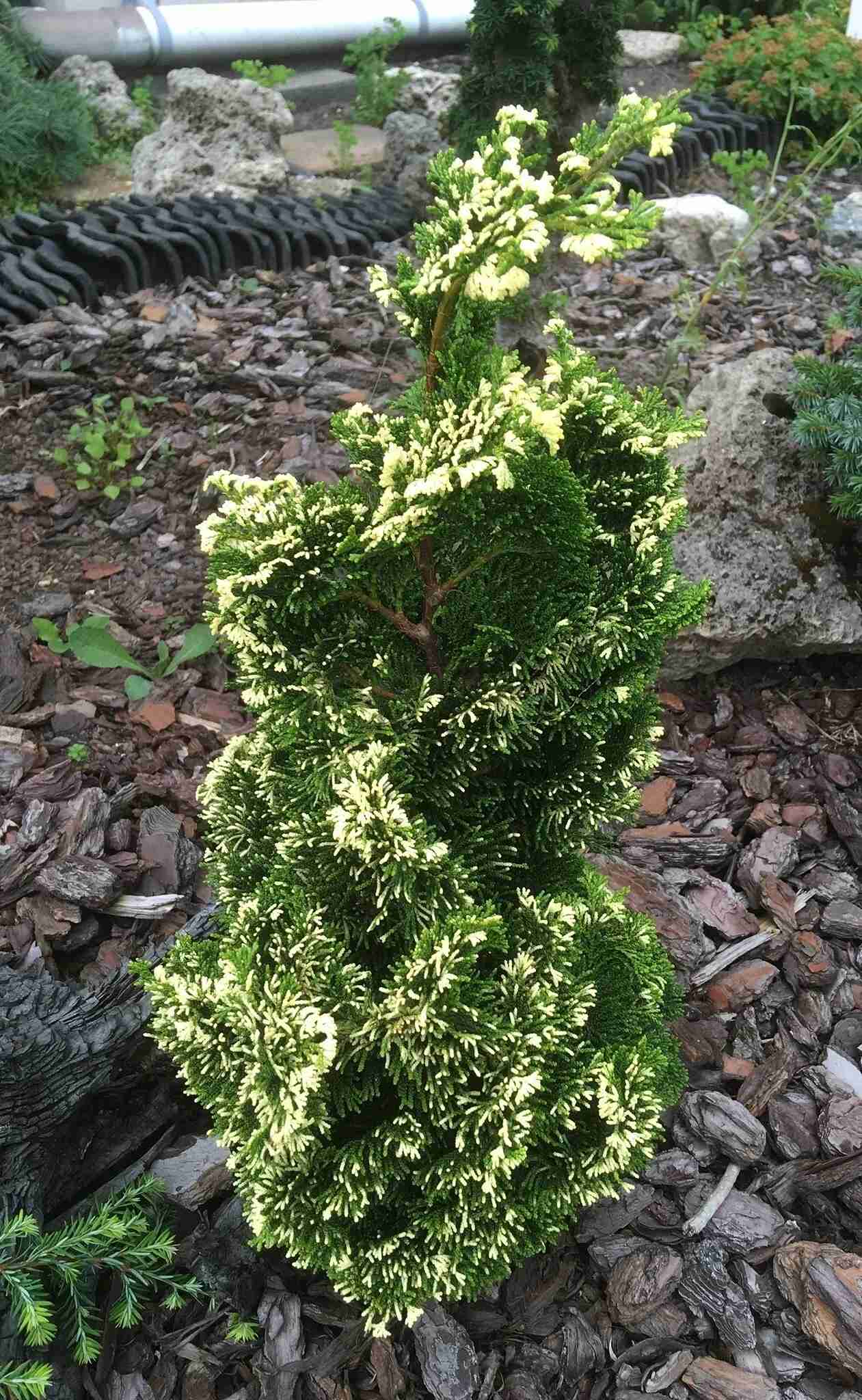 Кипарисовик тупой Тоня 20-25 cm cont. 3,0L Mt 