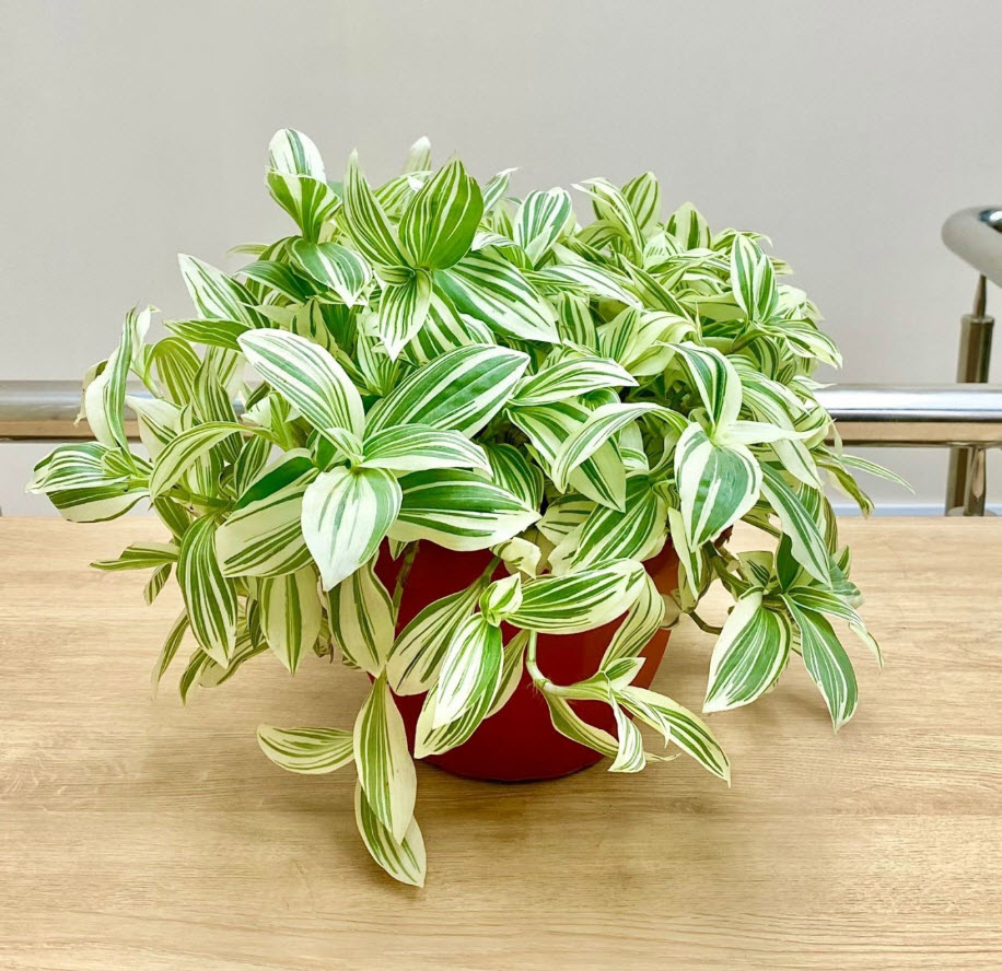 Традесканция белоцветковая микс d8 h10 ХР 