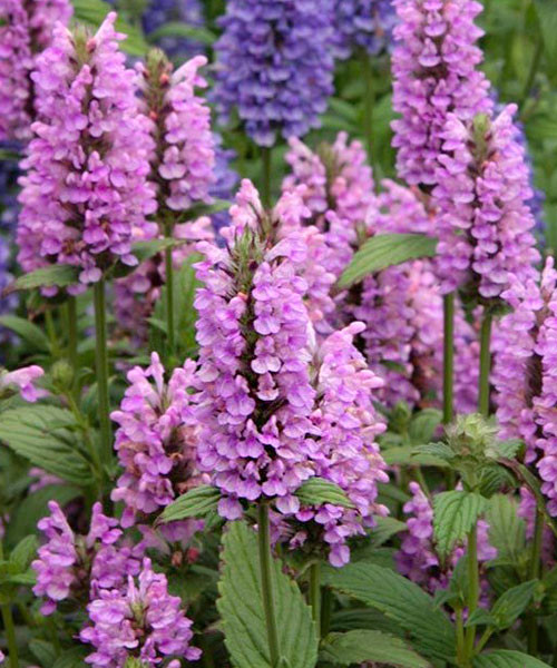 Котовник Пинк Кэт v2 Lav 