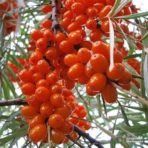 Облепиха Эксель v2 Lav 