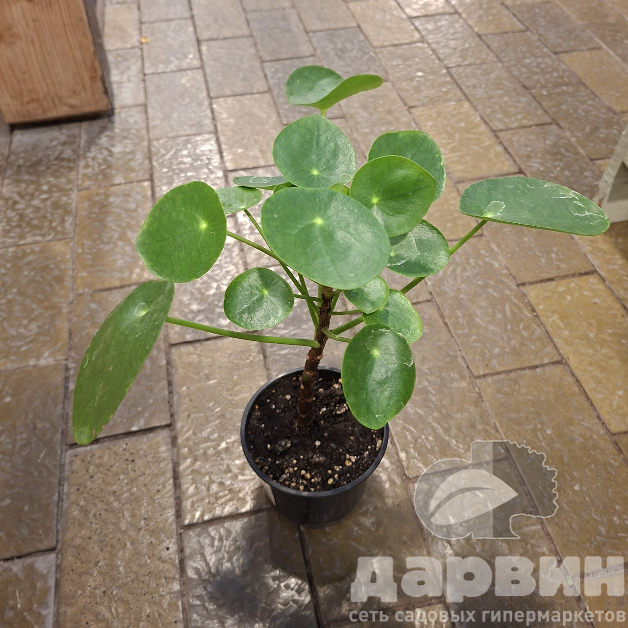 Пеперомия Рейндроп д11 тим (2) WM