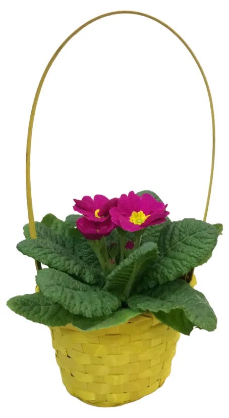 Примула в корзинке 1 шт , D13 ЕТК 