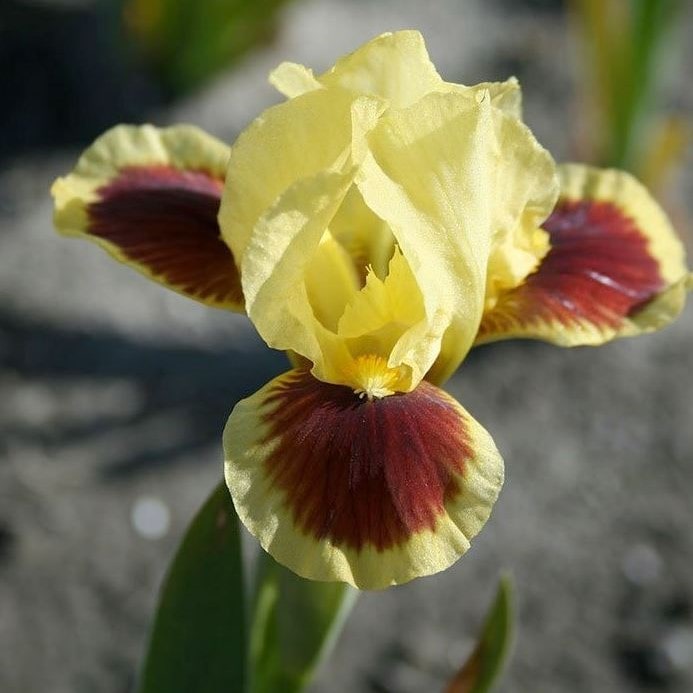 Ирис карликовый Сплеш оф Ред v2 Tim 