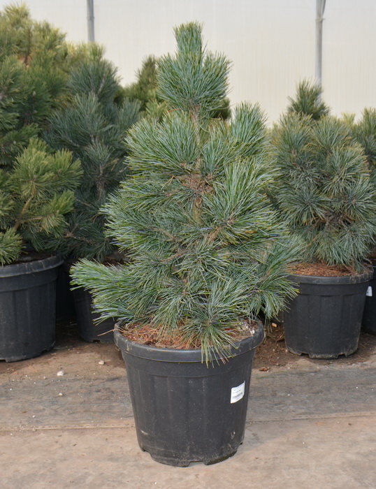 Сосна кедровая Глаука 40-50 v7,5 Mt 