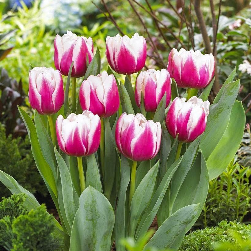 Луковица НВМ Тюльпан Вироза 11/12 красно-розовый 5шт 