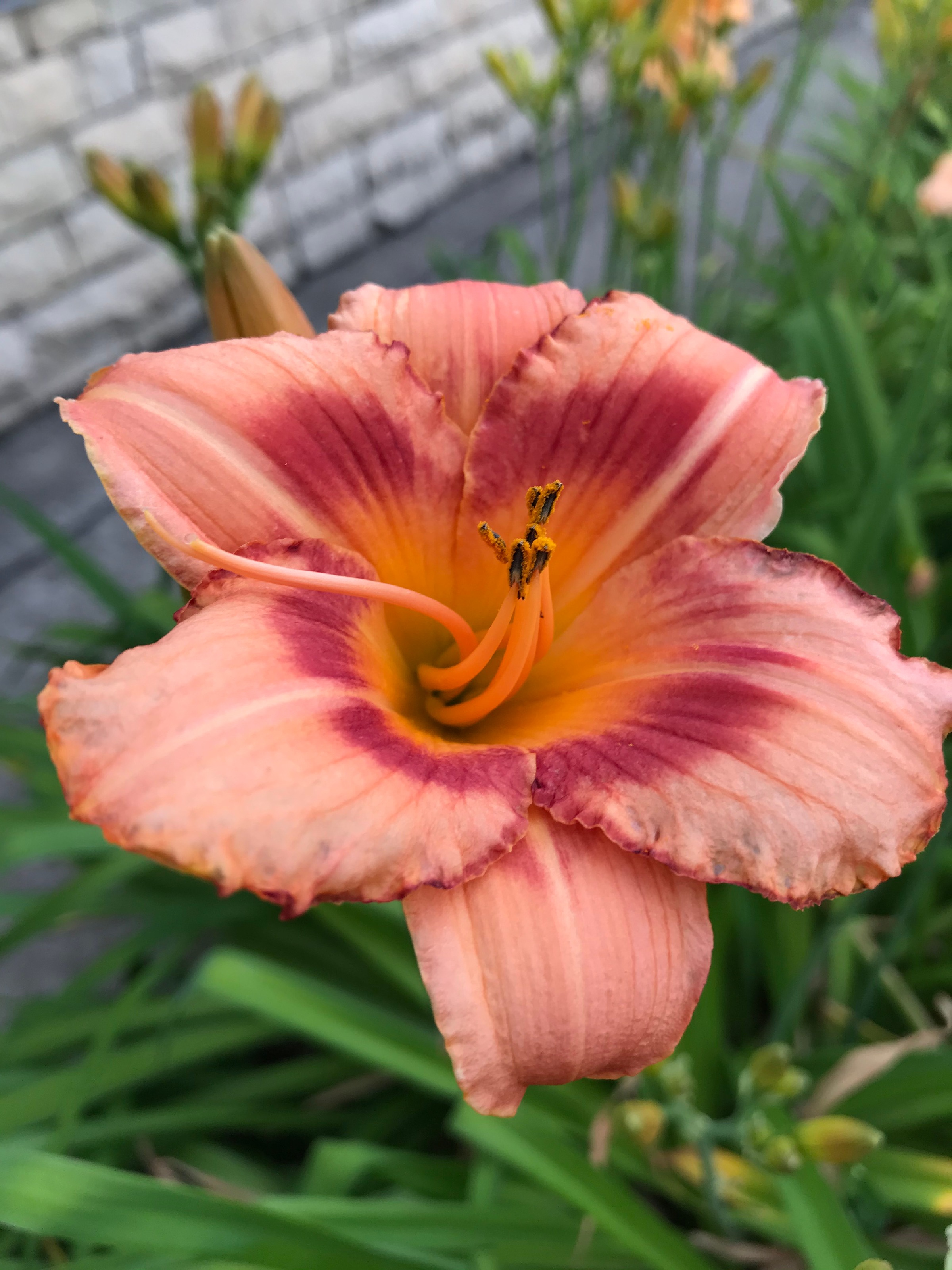 Лилейник Карлс v2 Tim 