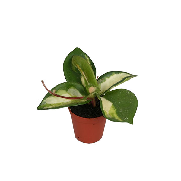 Хойя Карноза d 10,5 