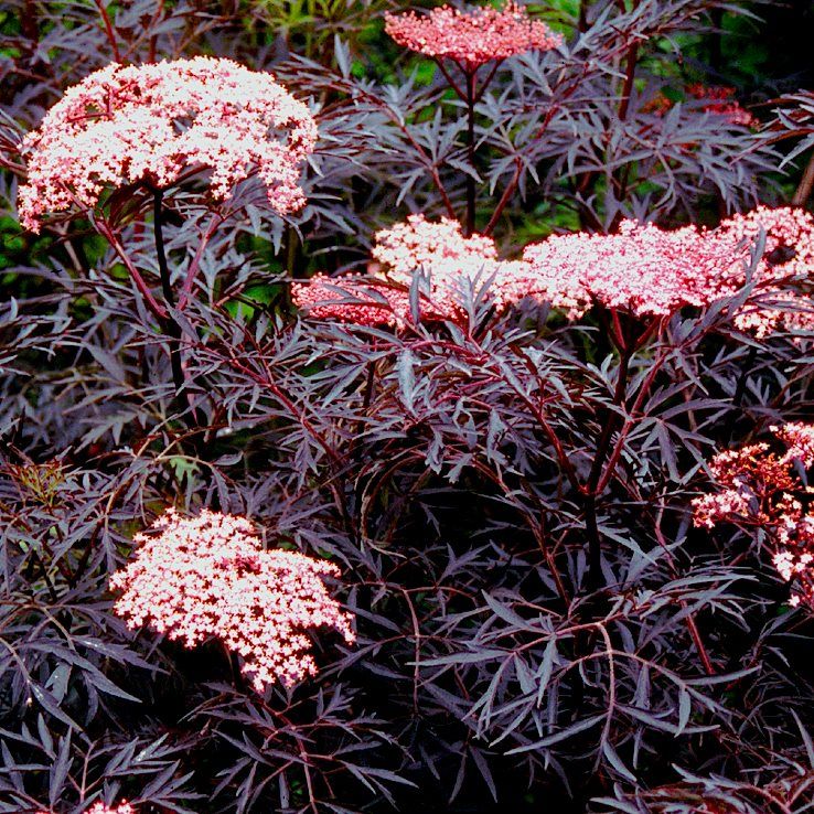 Бузина черная Блэк лэйс C15,30-50см YP 