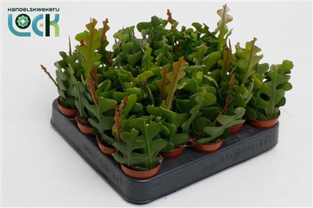 Эпифиллум Ангулигер d5 h10 